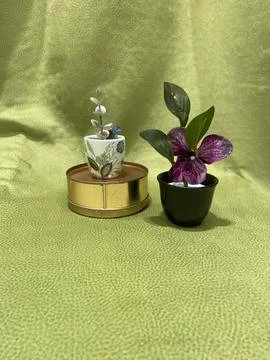 (Miniature Plants) Stock Photos