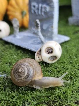 Miniature plastic slug and skull in the scene Stock Photos