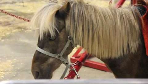 Miniature Pony At The Circus Stock Footage 7748136