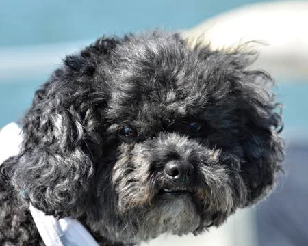 Miniature Poodle Stock Photos