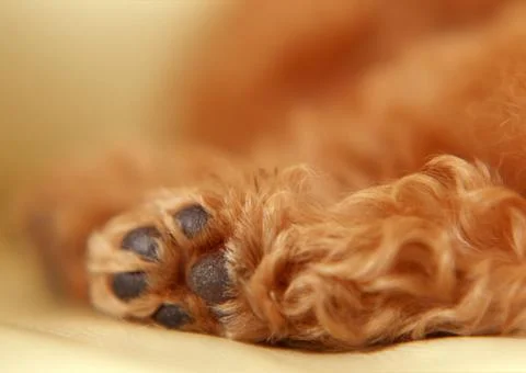 Miniature Poodle Stock Photos