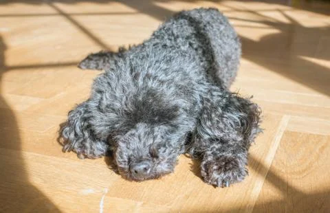 Miniature Poodle Stock Photos
