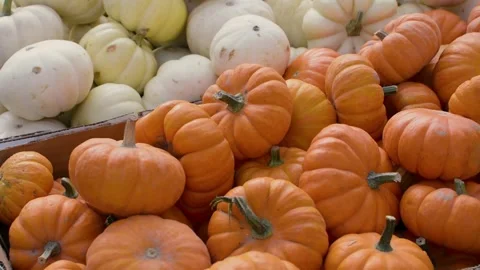 Miniature pumpkins Stock Footage 285083131