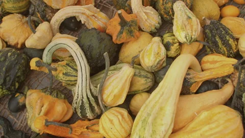 Miniature pumpkins the most common use is Halloween and Thanksgiving decorations Stock Footage 162859347