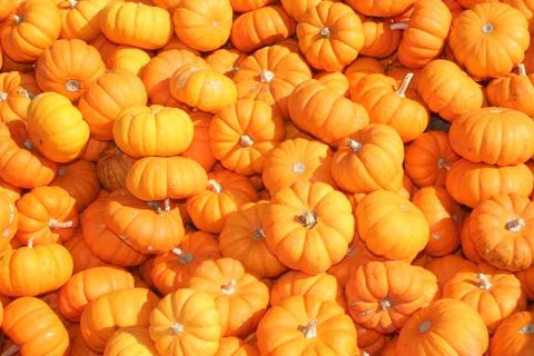 Miniature pumpkins Stock Photos