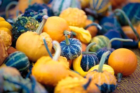 Miniature pumpkins Foto stock