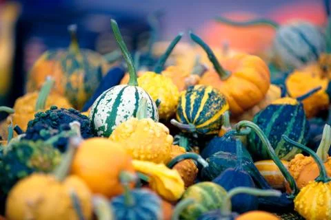 Miniature pumpkins Stock Photos