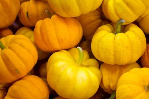 Miniature pumpkins Stock Photos