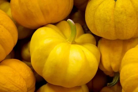 Miniature pumpkins Stock Photos