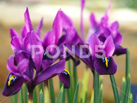 Miniature purple iris flowers, variety 'George' Stock Photos