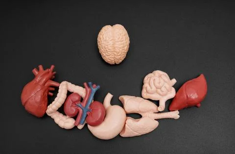 Miniature Realistic Replicas of Various Human Organs with Brain on Dark Bac.. Stock Photos