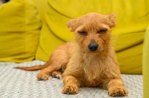 Miniature red poodle lying down on a living room sofa Stock Photos