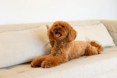 Miniature red poodle lying down on couch Foto stock