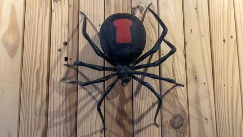 Miniature of the redback spider 스톡 사진