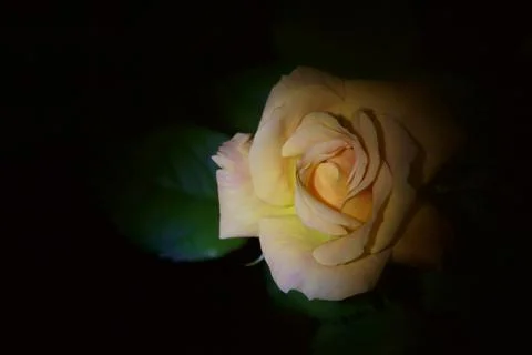 Miniature rose in bloom seen up close Stock Photos