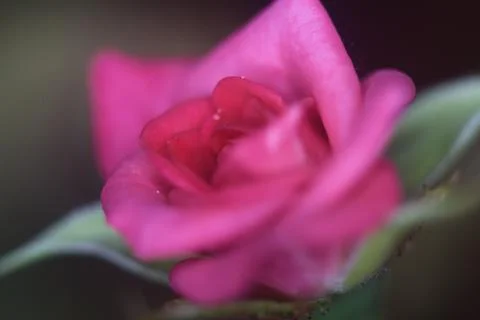 Miniature rose in bloom seen up close Stock Photos