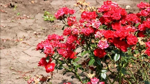 Miniature roses in bloom with a background of dry ground Stock Footage 77861225
