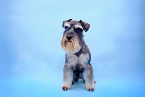 A miniature schnauzer after trimming sits on a blue background Stock Photos