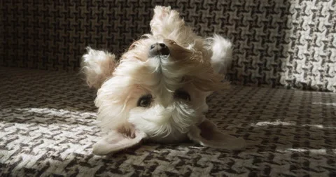 Miniature Schnauzer dog lying on the couch. Funny lying upside down, belly up Stock Footage 160583077