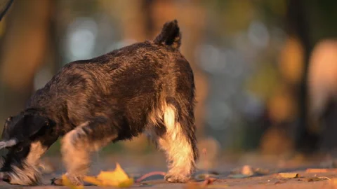 Miniature Schnauzer Exploring Ground in Fall Park Vídeo Stock 336330619