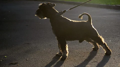 Miniature schnauzer Stock Footage 51684313
