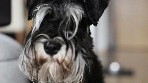 Miniature Schnauzer looking around, Close up Stock Footage 94147764