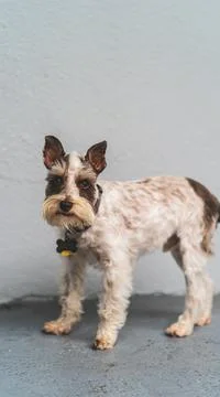 Miniature Schnauzer looking at camera Stock Photos