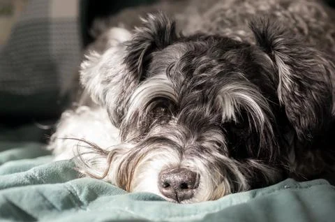 A Miniature Schnauzer is lying down-a close-up of the dog. Foto stock