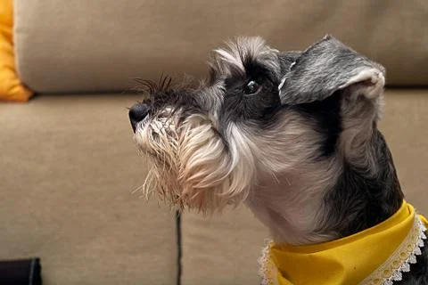 Miniature Schnauzer Stock Photos