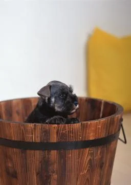 Miniature Schnauzer Stock Photos