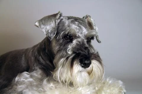 Miniature schnauzer Foto stock
