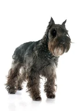 Miniature schnauzer Stock Photos