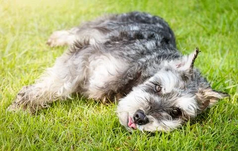 Miniature schnauzer resting on grass in the backyard Stock Photos