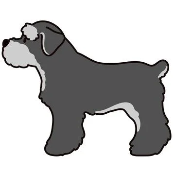 Miniature Schnauzer side view standing Stock Illustration