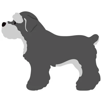 Miniature Schnauzer side view standing flat colored Stock Illustration