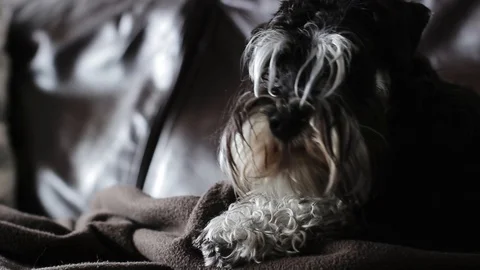 Miniature Schnauzer sleeping on a couch Stock Footage 94147992