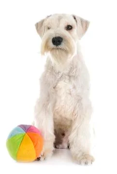 Miniature schnauzer in studio Stock Photos