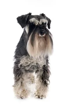 Miniature schnauzer in studio Stock Photos