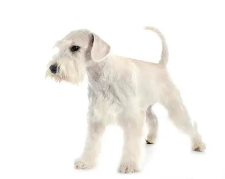 Miniature schnauzer in studio Stock Photos