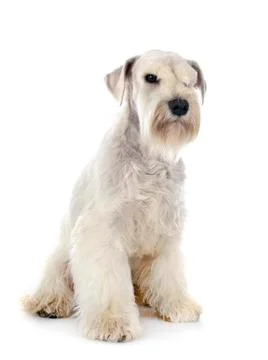 Miniature schnauzer in studio Fotos Stock