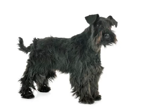 Miniature schnauzer in studio Foto stock