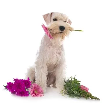 Miniature schnauzer in studio Stock Photos