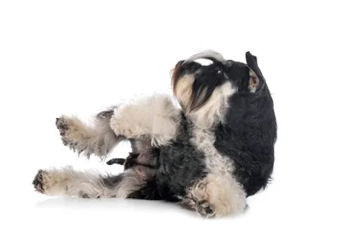 Miniature schnauzer in studio Stock Photos