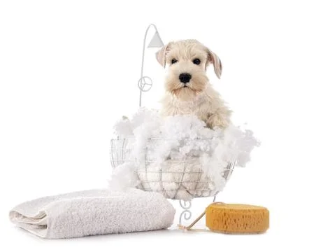Miniature schnauzer in studio Stock Photos