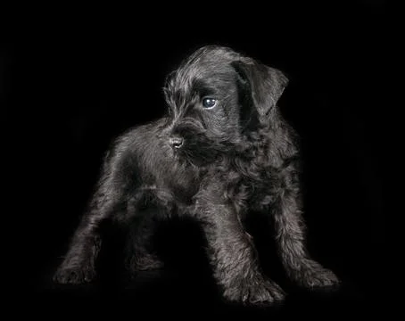 Miniature schnauzer in studio Stock Photos