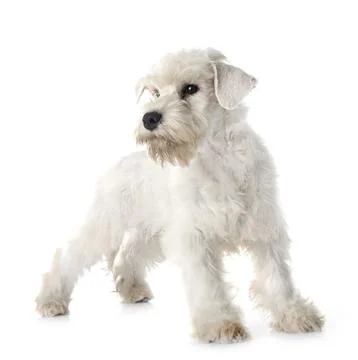 Miniature schnauzer in studio Stock Photos