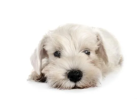 Miniature schnauzer in studio Foto stock