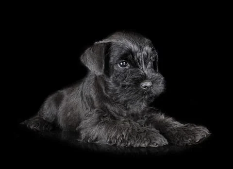 Miniature schnauzer in studio Stock Photos