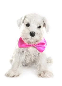 Miniature schnauzer in studio Stock Photos
