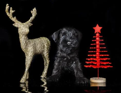 Miniature schnauzer in studio Stock Photos